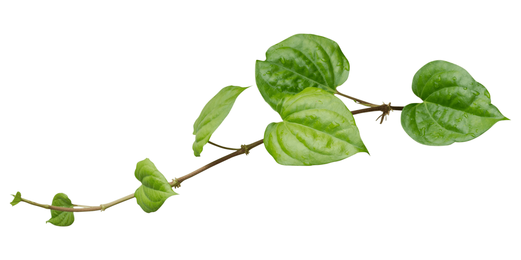 Reach Out Image